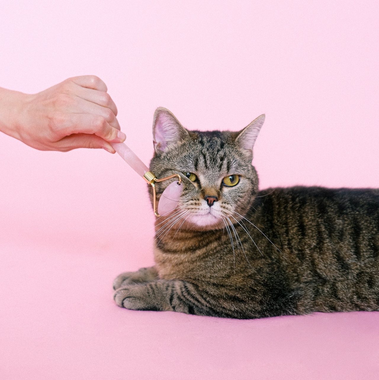 Cat sitting in front of a pink background, while a human's hand holds a pink facial roller up to the cat's face
